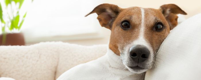 Homeowners insurance and dogs