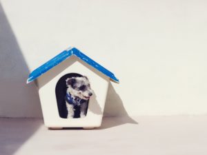 dog-in-doghouse-homeowners insurance - noah insurance group