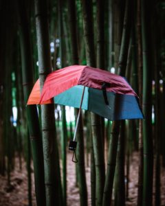 umbrella in trees