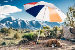 dog under umbrella